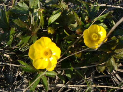 Слика од Ranunculus turneri Greene