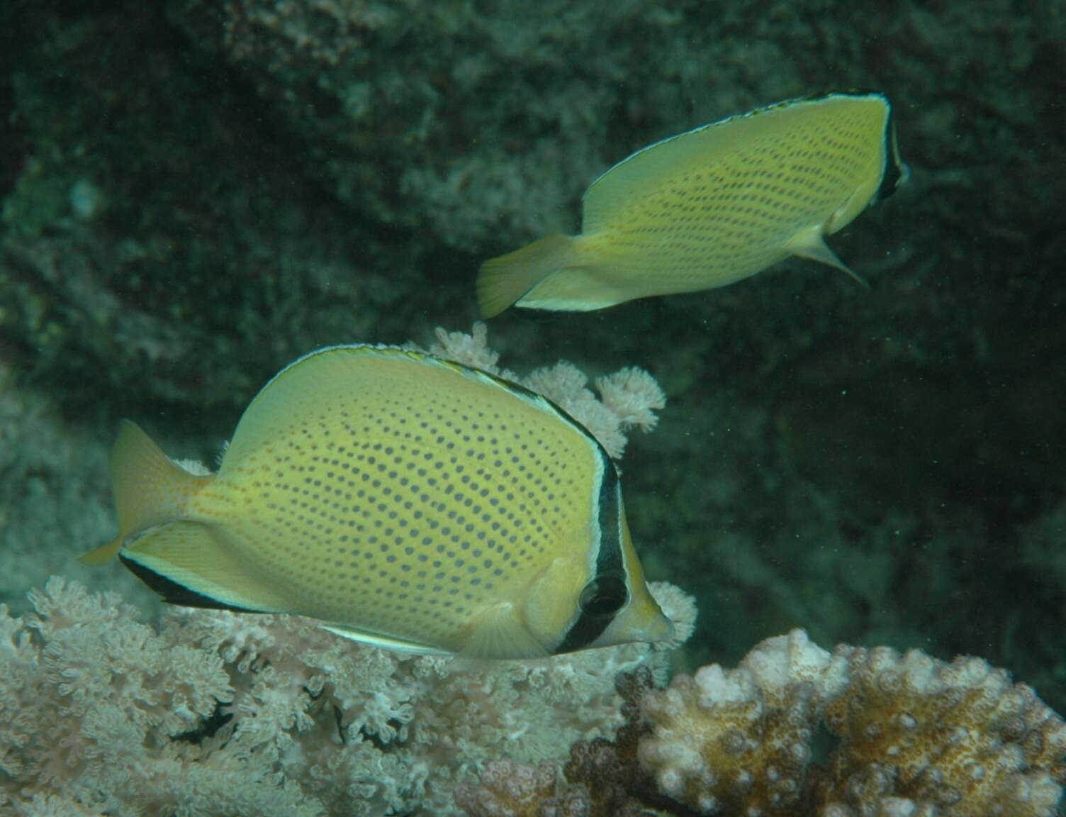 Image of Citron Butterfly