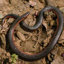 Image of Western Worm Snake
