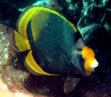 Image of Black Butterflyfish