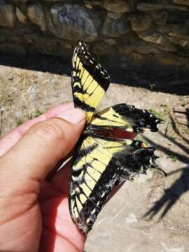 Image of Papilio alexiares garcia Rothschild & Jordan 1906