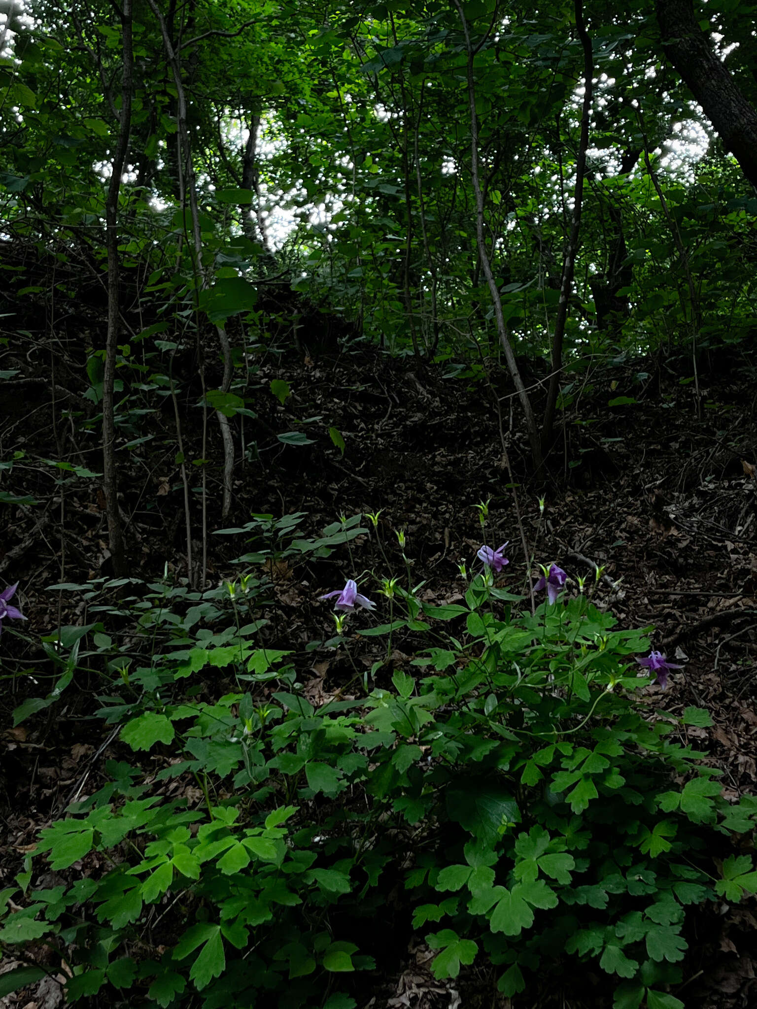 Image of Aquilegia yabeana Kitag.