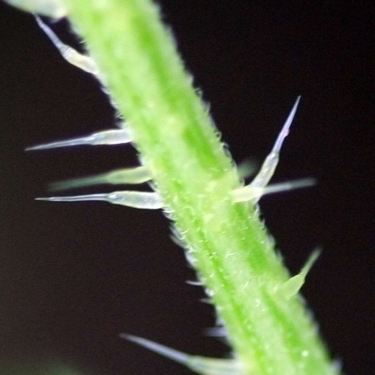 Image of Common Nettle