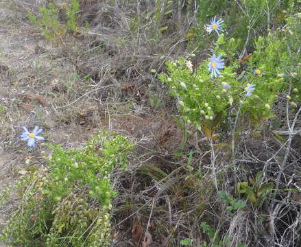 Image of Blue felicia