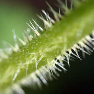 Image of Common Nettle