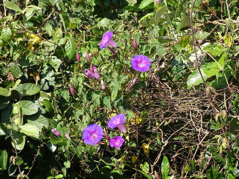 Image of Ipomoea orizabensis var. austromexicana J. A. Mc Donald