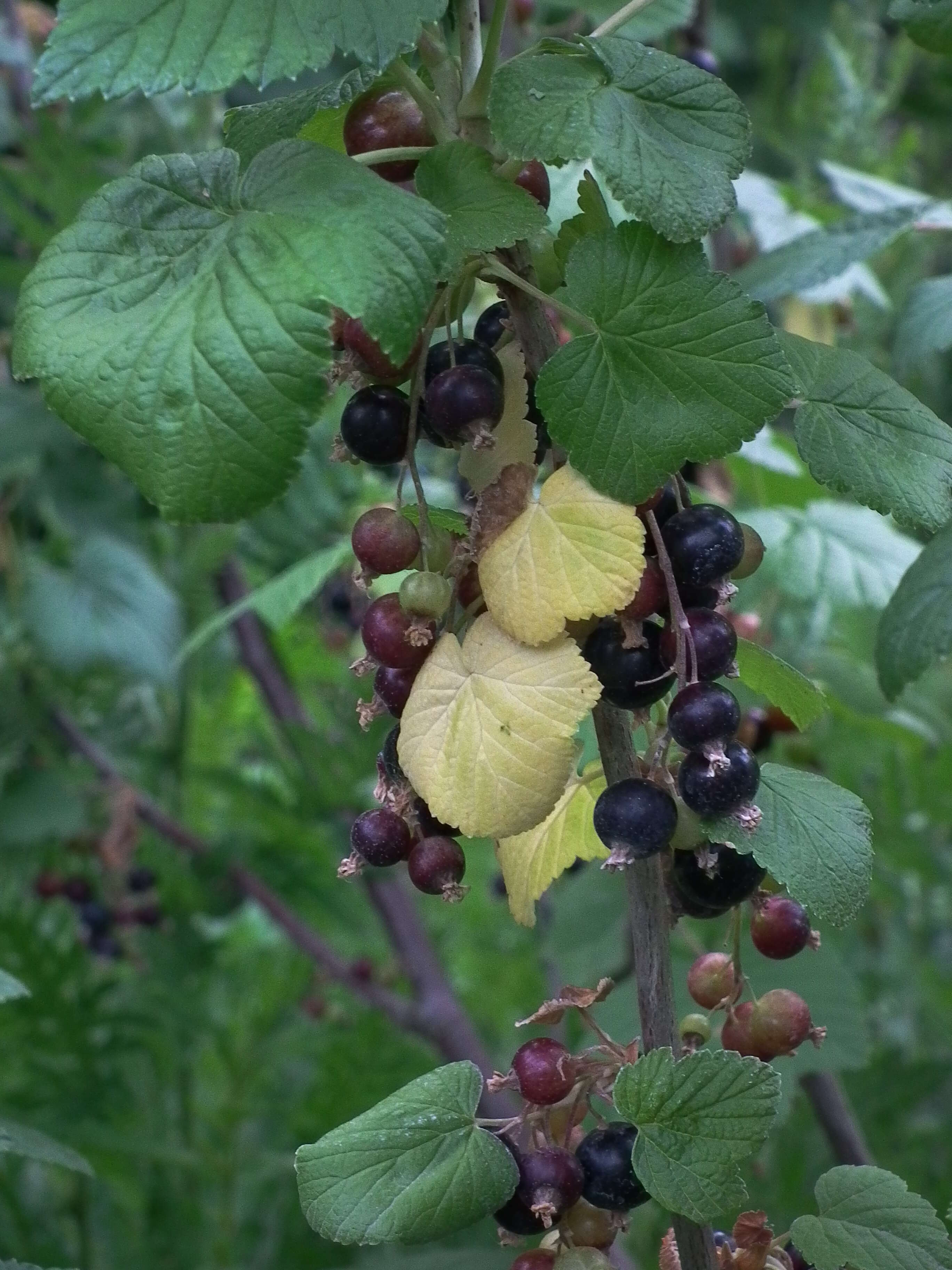 Image of Black Currant