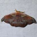 Image of Oreta jaspidea Warren 1896