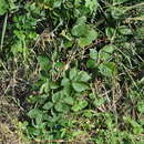Image of Rubus polonicus Barr. ex Weston