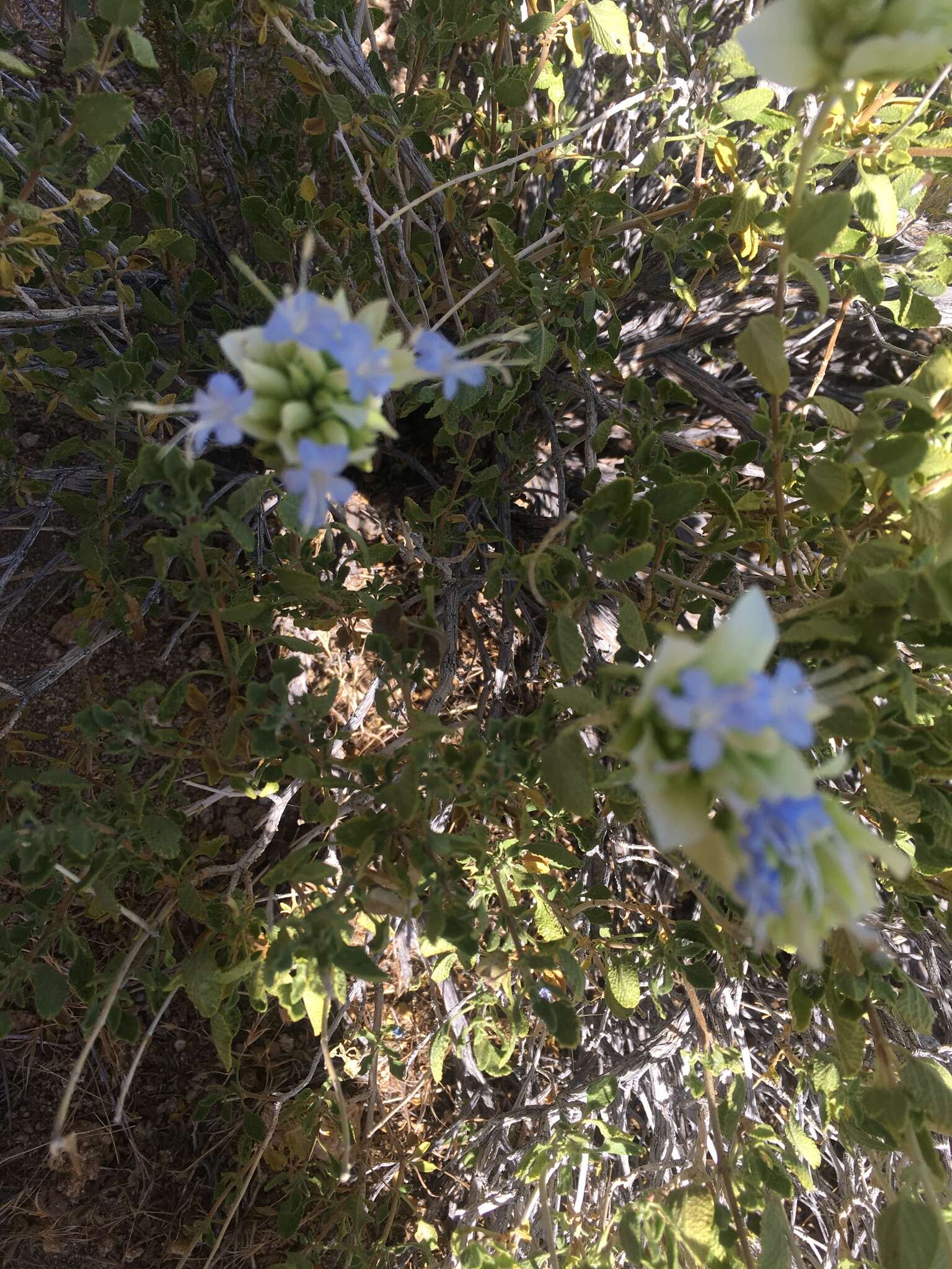 Image of Mojave sage