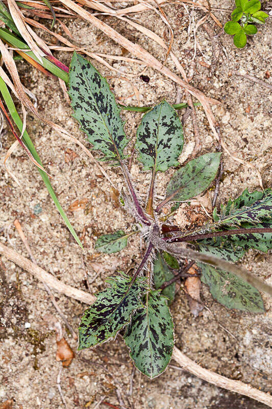 Image of Hieracium glaucinum Jord.