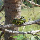 Image of Long-winged Mountain Grasshopper