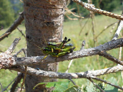 Image of Long-winged Mountain Grasshopper