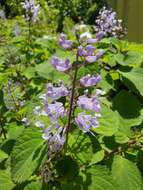 Image of Plectranthus zuluensis T. Cooke