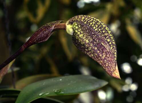 Imagem de Bulbophyllum arfakianum Kraenzl.