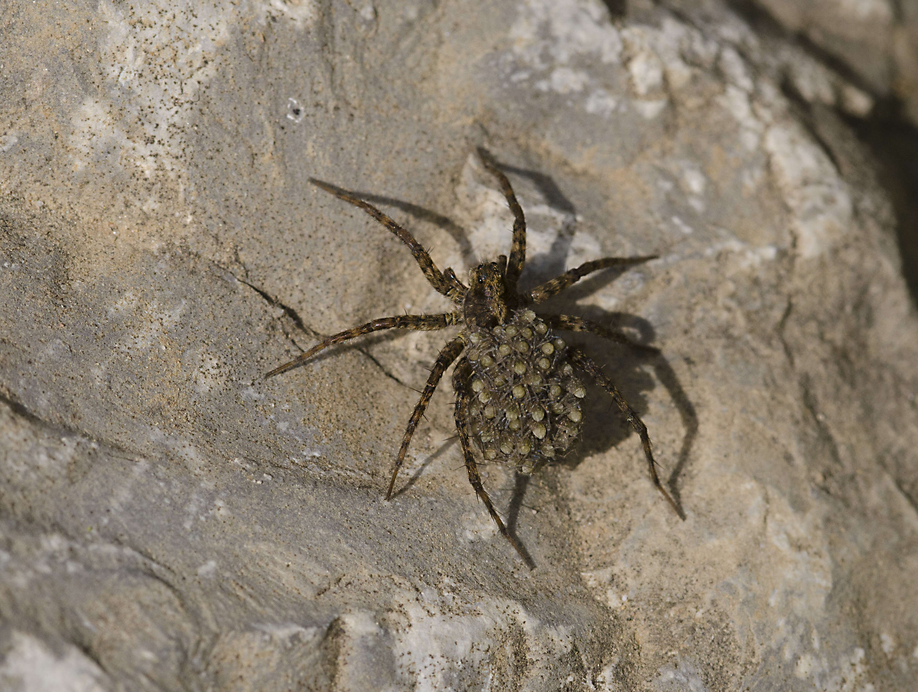 Image of Wolf spider