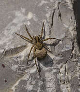 Image of Wolf spider