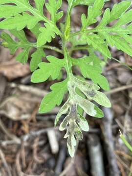 Image of Calycomyza ambrosiae Frick 1956