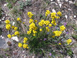 Image of Filifolium sibiricum (L.) Kitam.