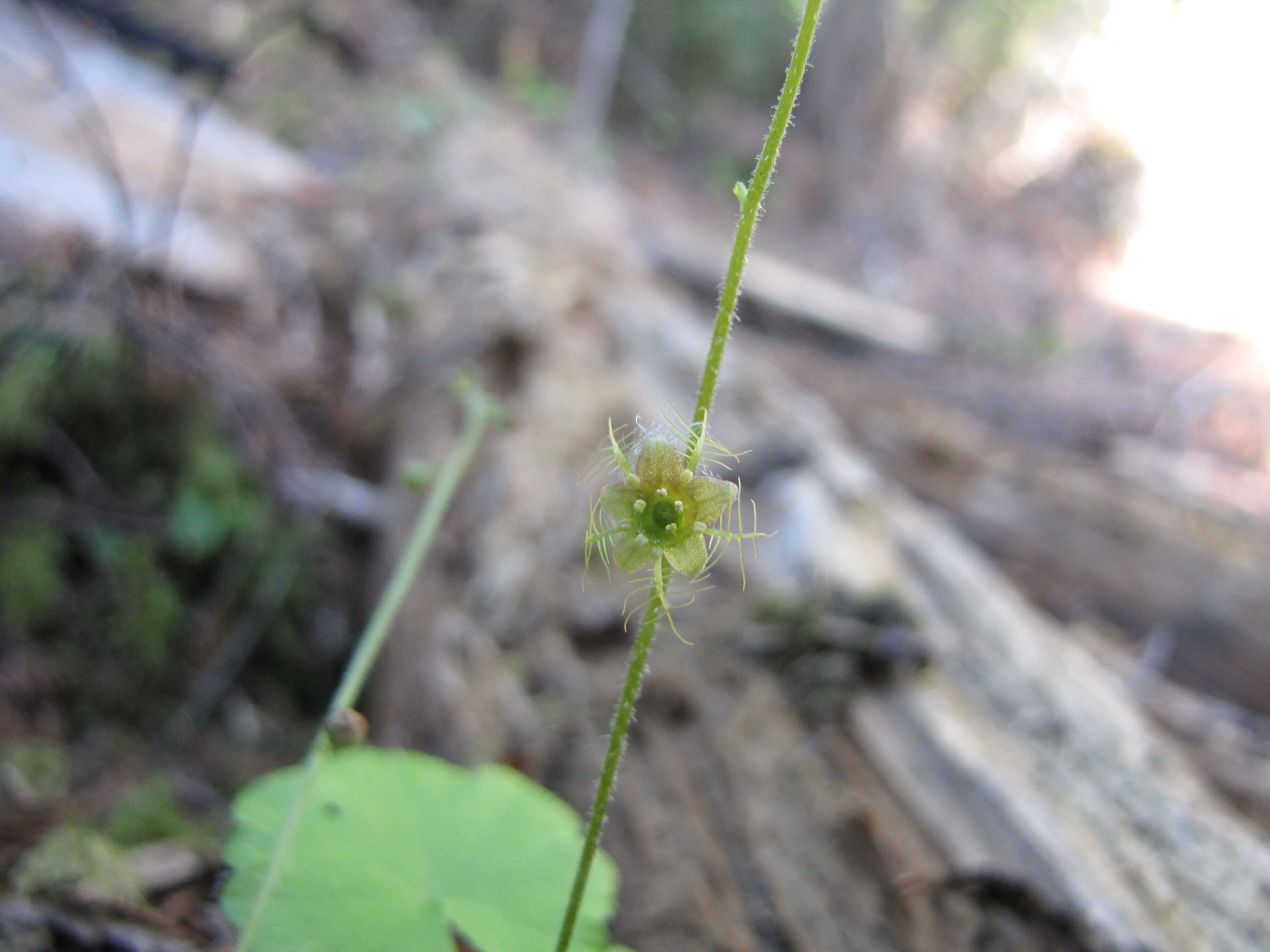 Image of naked miterwort