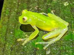 Image of Suretka Glass Frog