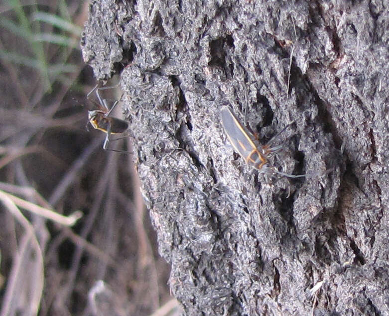 Image of Stenomacra marginella (Herrich-Schaeffer 1850)