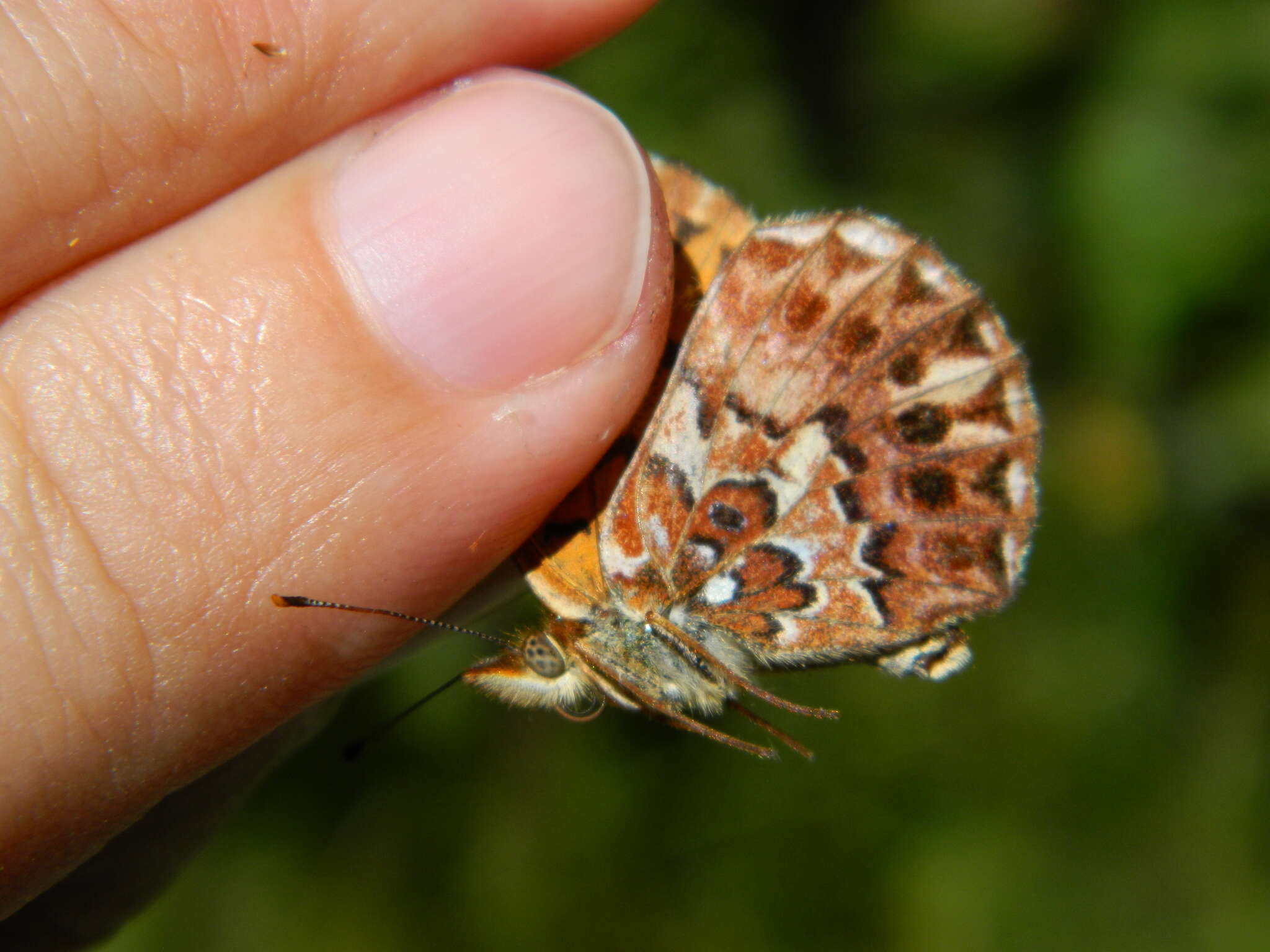 Imagem de Boloria chariclea grandis (W. Barnes & Benjamin 1916)