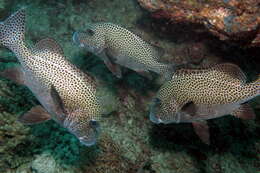 Image of Dotted sweetlips