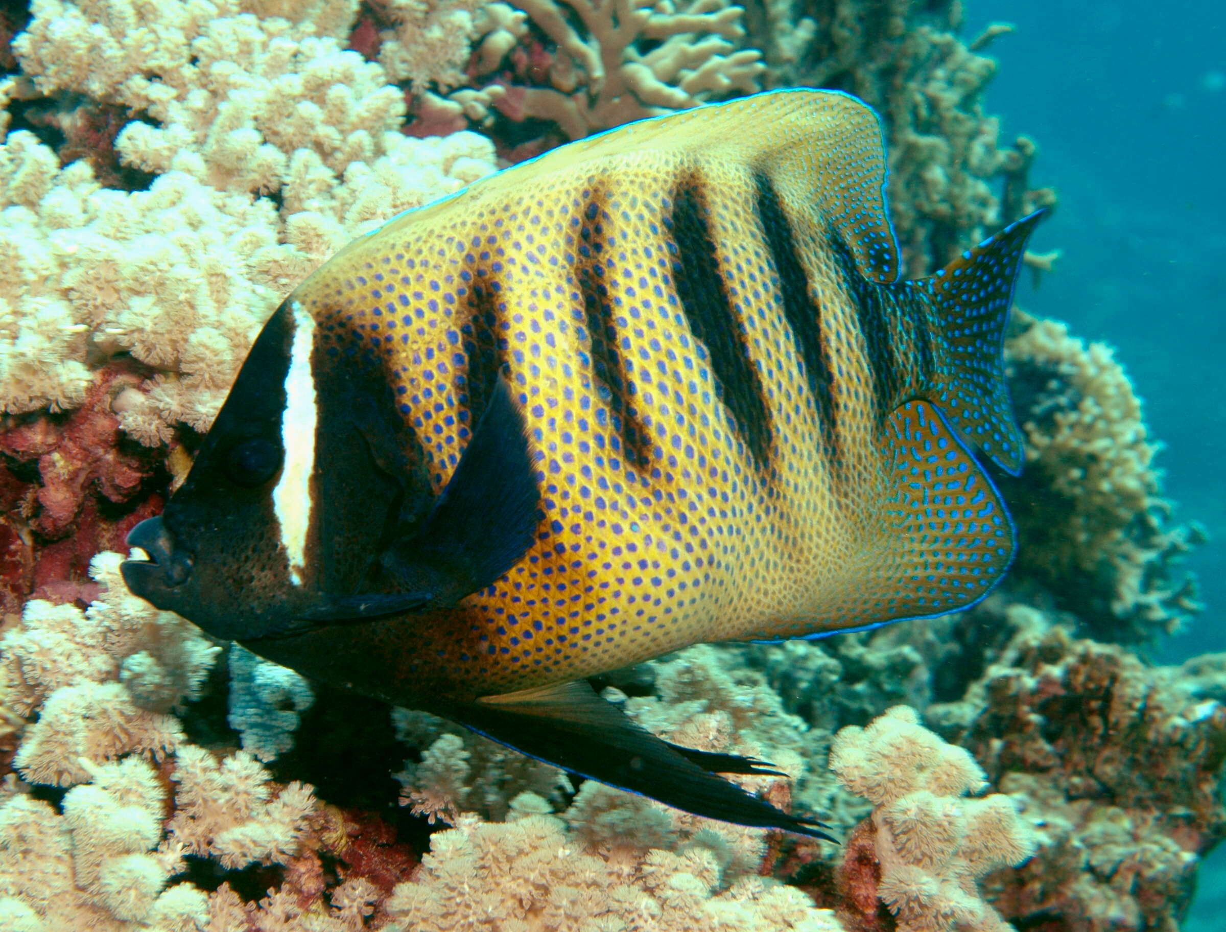 Image de Poisson ange