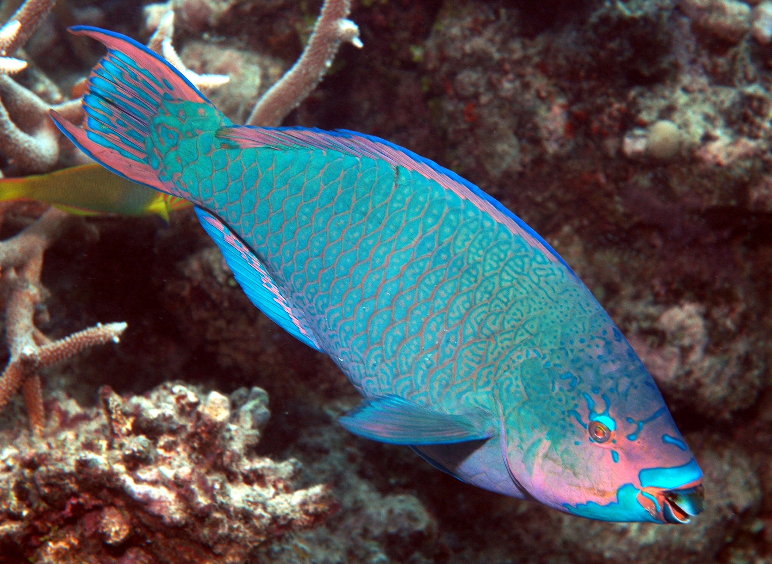 Image of Filament-finned Parrotfish