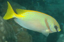 Image of Barred rabbitfish