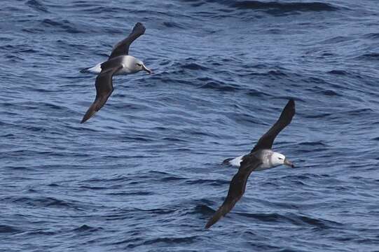 Image of Grey-headed Albatross