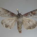 Image of Striped Garden Caterpillar