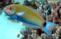 Thalassoma lunare (Linnaeus 1758) resmi