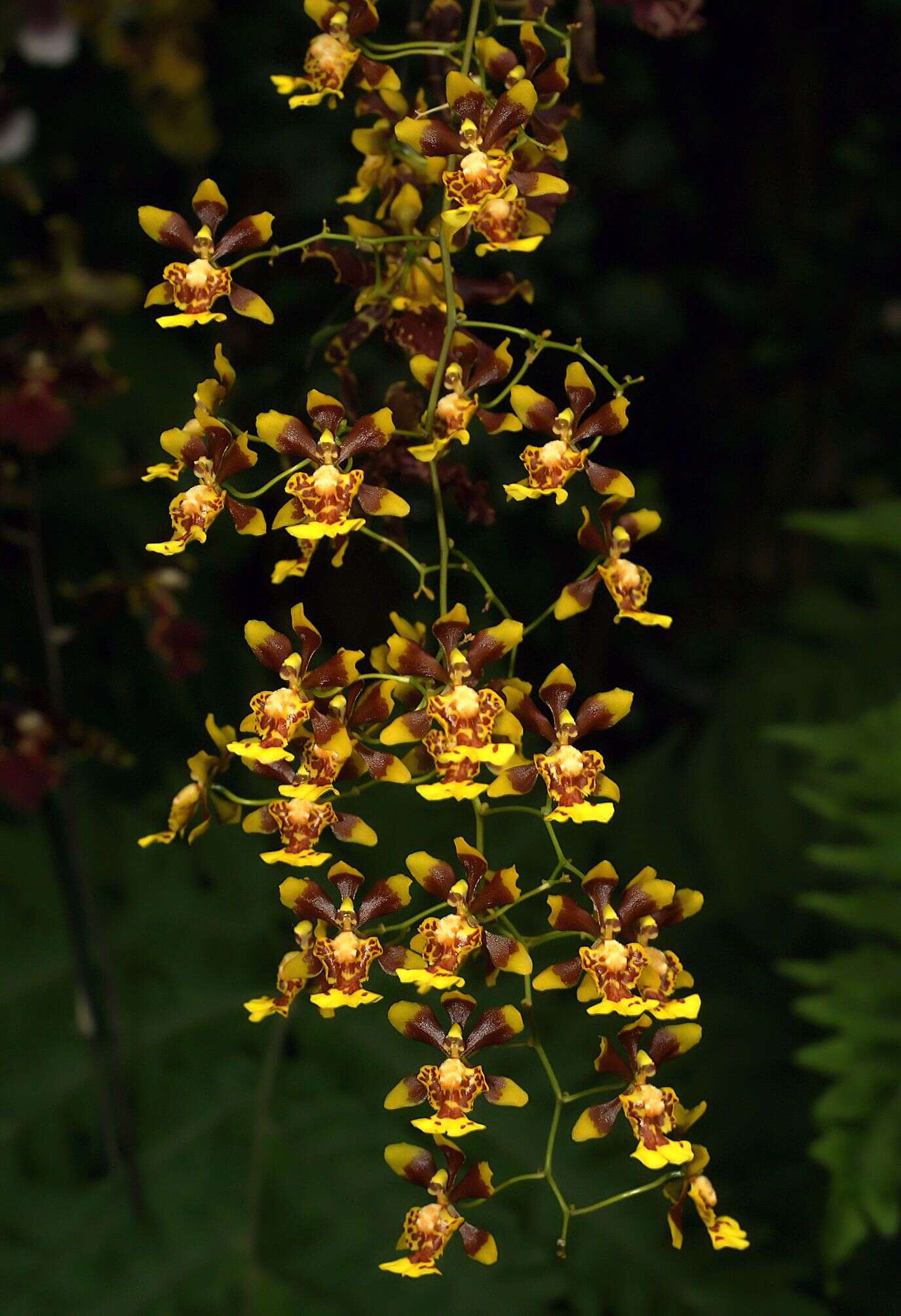 Image of mule-ear orchid