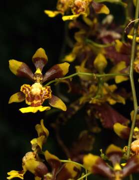 Image of mule-ear orchid