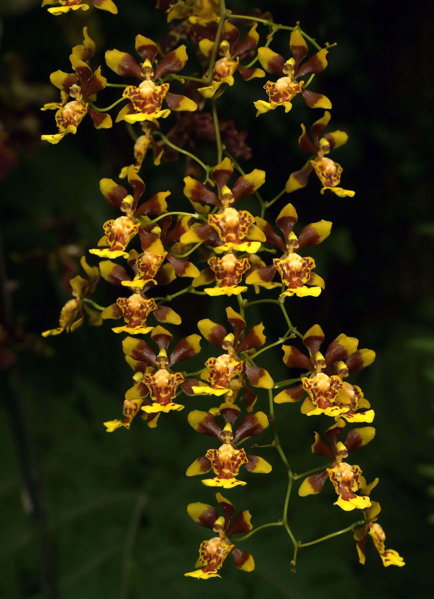 Image of mule-ear orchid