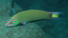 Thalassoma lunare (Linnaeus 1758) resmi