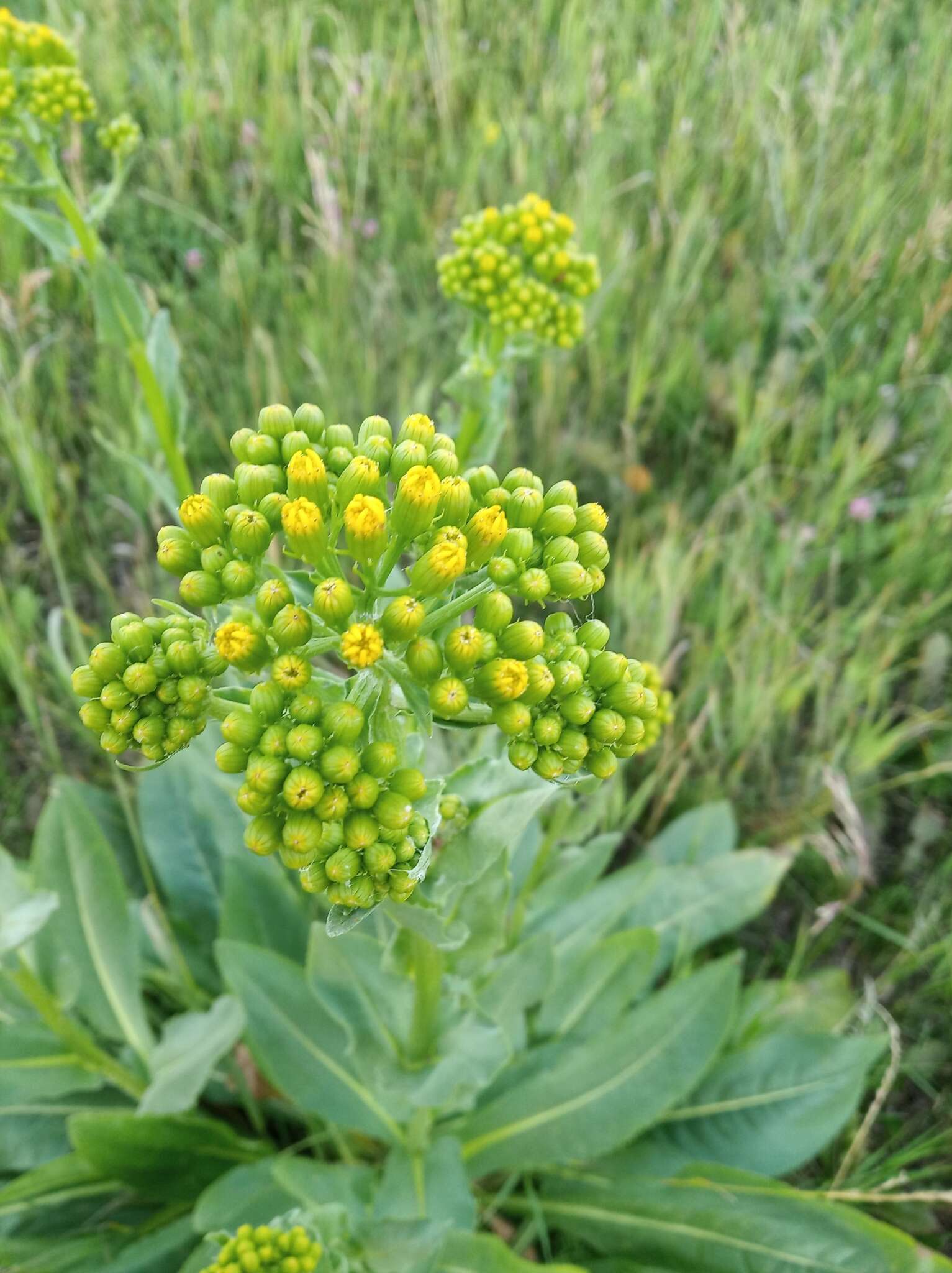 Plancia ëd Senecio doria L.