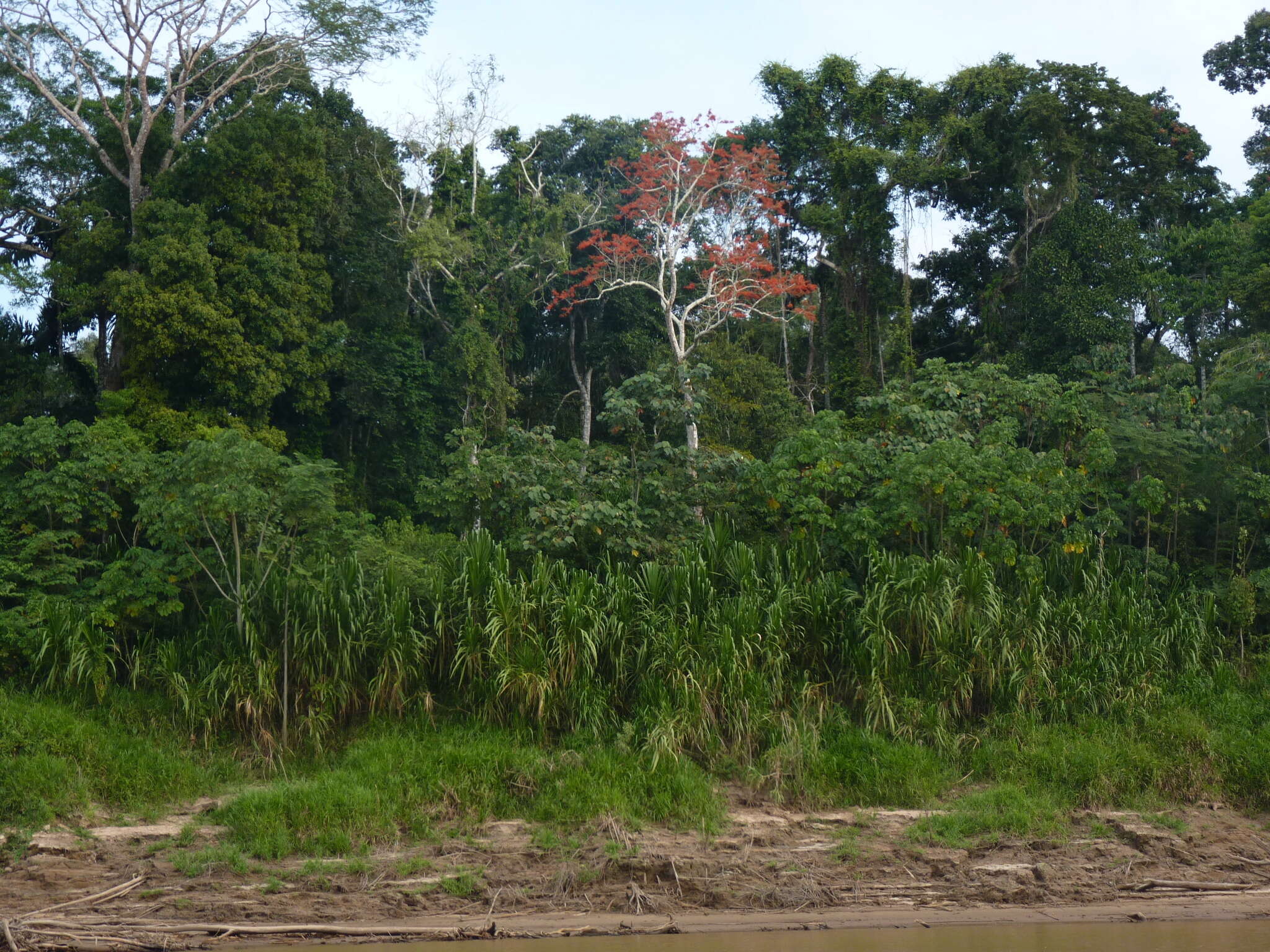 Image of Erythrina ulei Harms