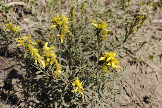 Image of Greene's goldenbush