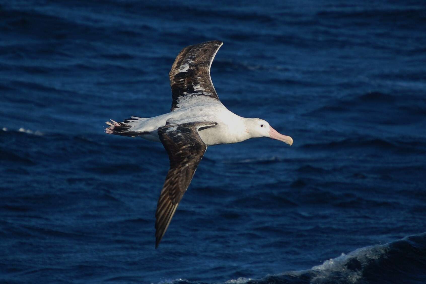 gezgin albatros resmi