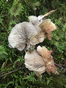 Слика од Entoloma byssisedum (Pers.) Donk 1949