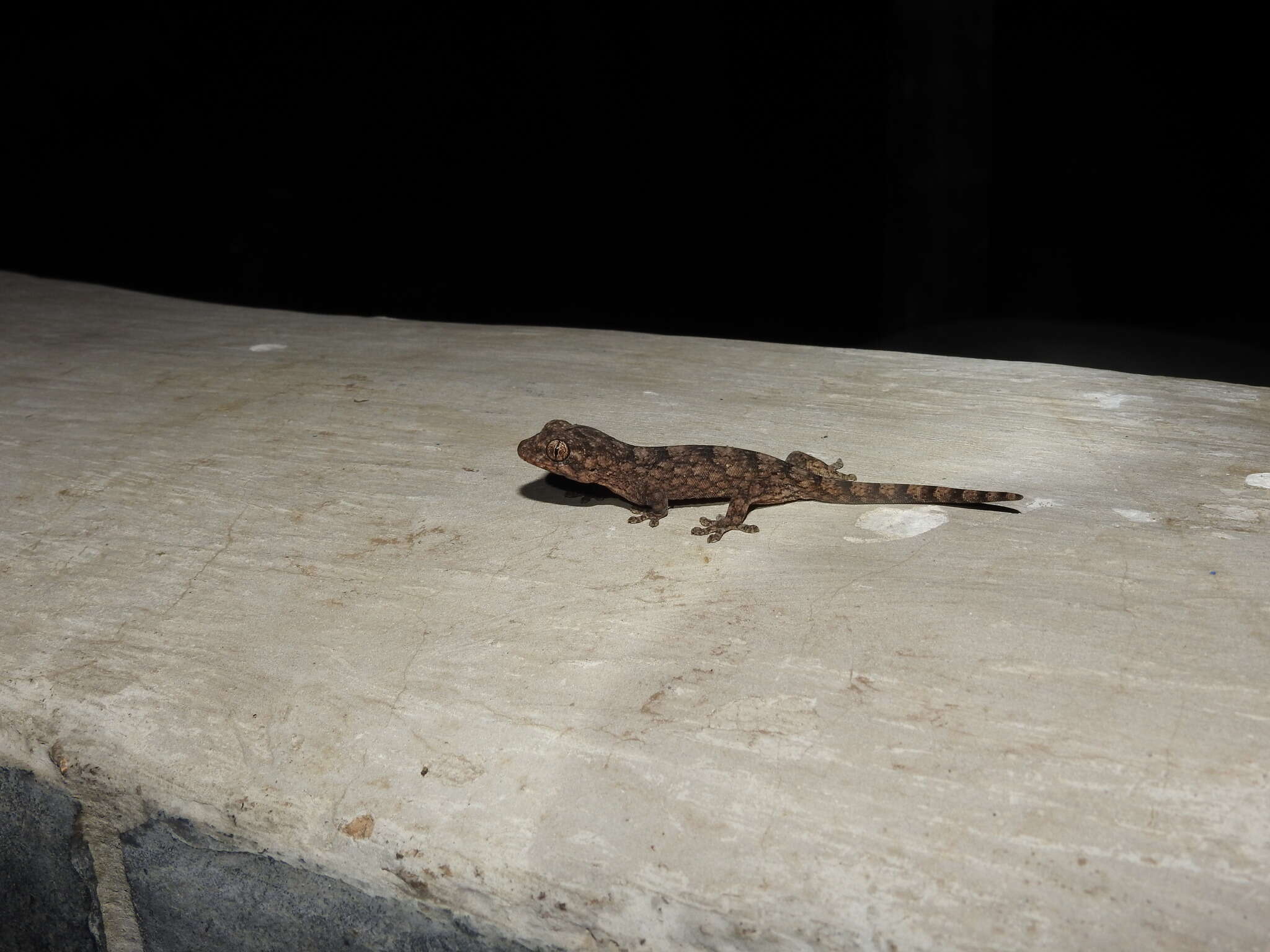 Image of Wahlberg's Velvet Gecko