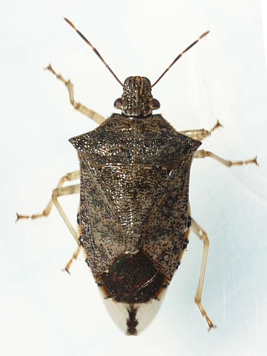 Image of Spined Soldier Bug