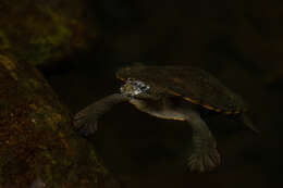 Image of Australian Saw Shelled Turtles