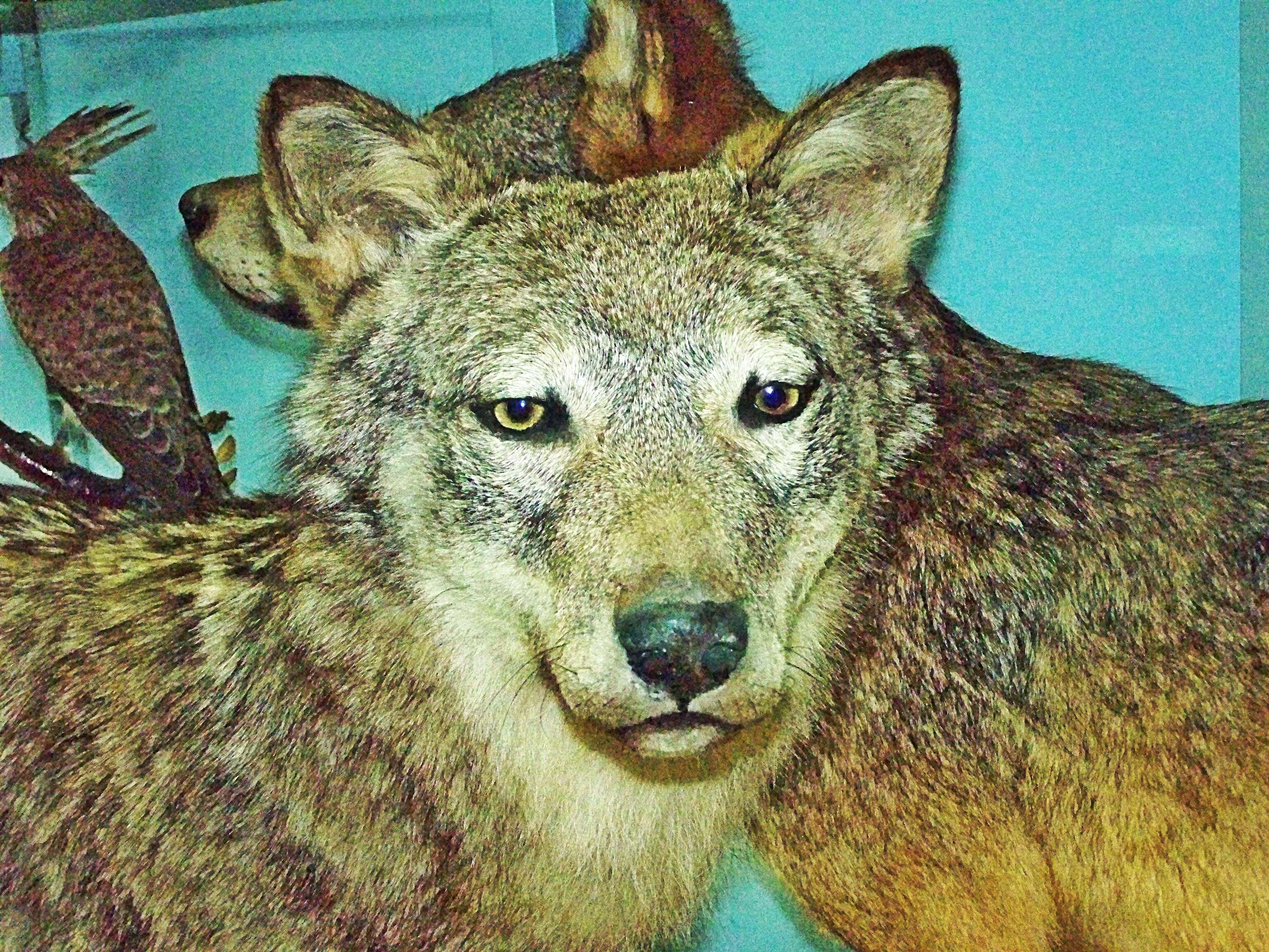 Image of Canis lupus italicus