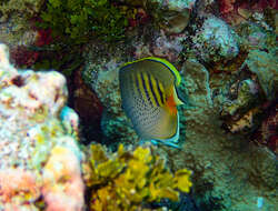 Image of Dot and dash Butterflyfish