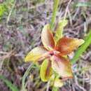 Imagem de Sarracenia rubra subsp. gulfensis D. E. Schnell