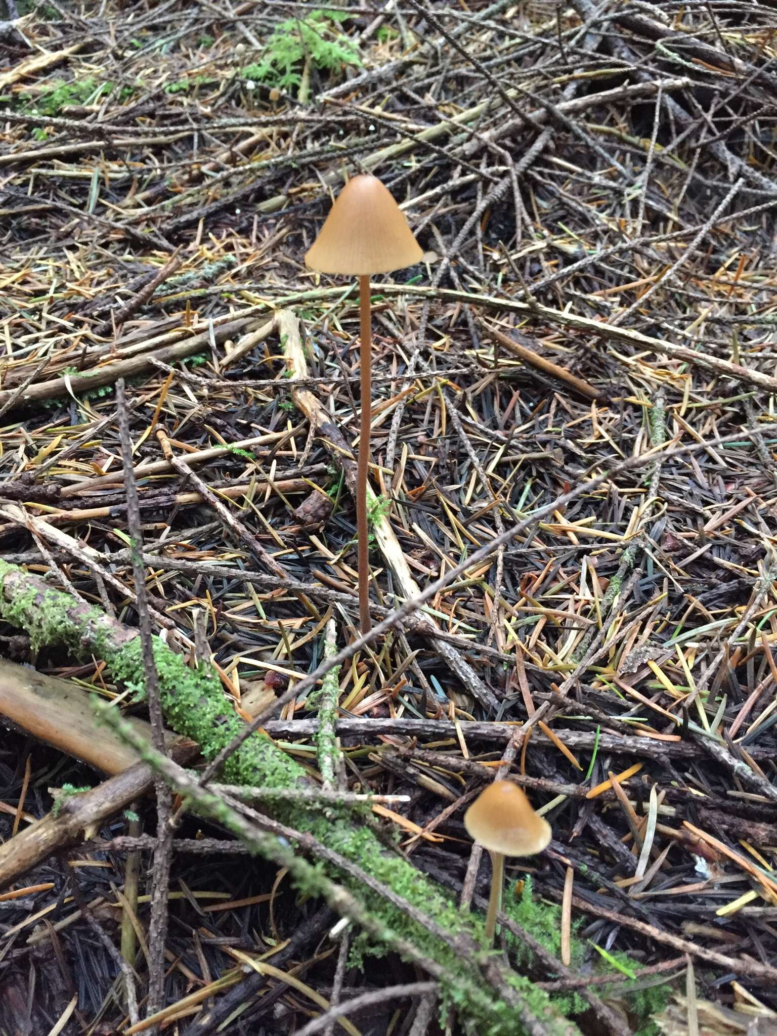 Image of Conocybe semiglobata Kühner & Watling 1980